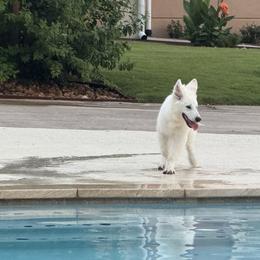 Berger Blanc Suisse and German Shepherd Puppies from Scenic Creek German Shepherds and White Swiss Shepherds