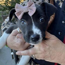 Australian Shepherds from PUCCI Place for Pets