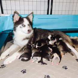 Pomsky Puppies from Lake Point Pomskies