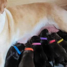 Labrador Retrievers from Molly Ziegler's Labrador Retrievers
