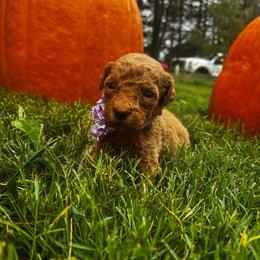 Purple - Red  female Goldendoodle puppy in Trinity, North Carolina from Gallimore Doodles