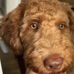 Echo - Red  Goldendoodle puppy in Chelan, Washington from North Cascades Doodles