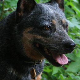 Australian Cattle Dogs from Jilaroo Australian Cattle Dogs