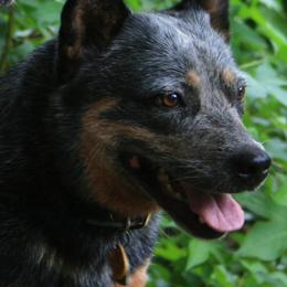 Australian Cattle Dogs from Jilaroo Australian Cattle Dogs