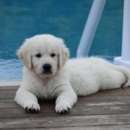 Golden Retriever Puppies from Smokey Mountain English Goldens