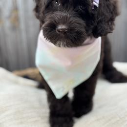 Australian Labradoodle Puppies from Liberty Hill Labradoodles