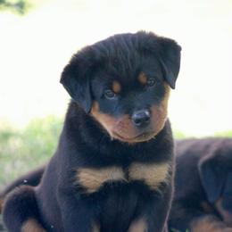 Black - Black and mahogany male Rottweiler puppy in Oroville, California from Von Brennan kennels