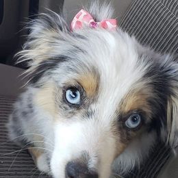 Bailey - Toy Australian Shepherd