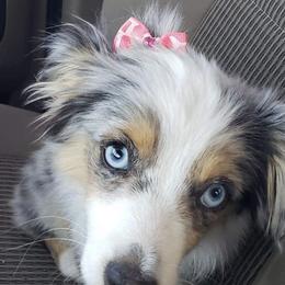 Bailey - Toy Australian Shepherd