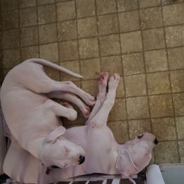 Dogo Argentino Puppies from K&B Southern Oregon Argentino Dogos