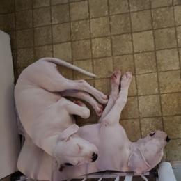 Dogo Argentino Puppies from K&B Southern Oregon Argentino Dogos