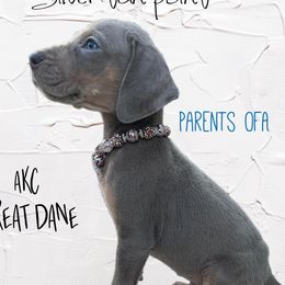 Great Danes and Pugs from WV Furkids