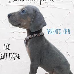 Great Danes and Pugs from WV Furkids