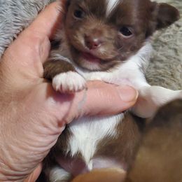 Girl 2 - Chocolate and white female Chihuahua puppy in Oklahoma City, Oklahoma from Teacup Chihuahuas and Friends