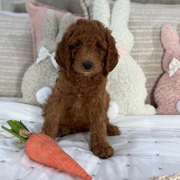 Black Collar - Red male Irish Doodle puppy in Indiahoma, Oklahoma from Farm Fresh Doodles