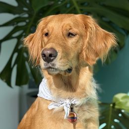 Pepper Potts - Golden Retriever