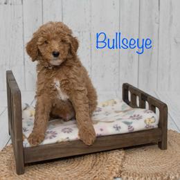 Bullseye - Red  male Poodle puppy in Williamsburg, Ohio from Iaroli’s  Small Standard Poodles