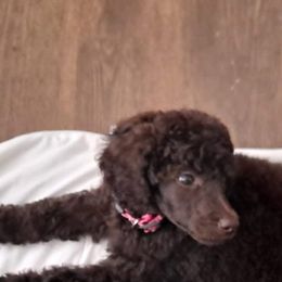 Poodles from S. E. Standard Poodles