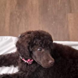 Poodles from S. E. Standard Poodles