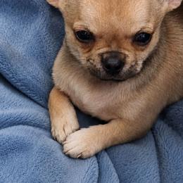 Tequila - Black sabled fawn male Chihuahua puppy in Monterey County, California from Dei’s Chihuahuas