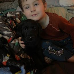 Female - Black Labrador Retriever puppy in Jonesboro, Arkansas from The Retriever Midwife Labrador Retrievers