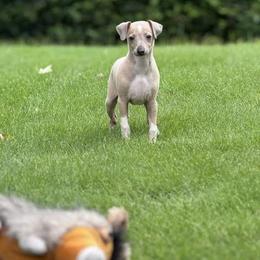 Boy 2 - Blue fawn male Italian Greyhound puppy in Sugar Valley, Georgia from Pinnacle Farm and Kennel