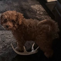 Toby (Boy) - Red  male Goldendoodle puppy in Spring Branch, Texas from Texas Hill Country Doodles