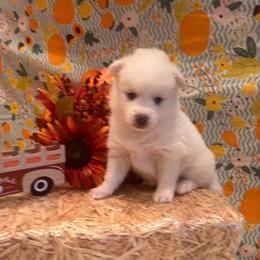Girl 6 - White female Pomsky puppy in Bucyrus, Missouri from Hill Top Pomskies