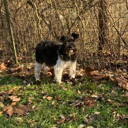 Miniature Schnauzer and Whippet Puppies from Saving Grace