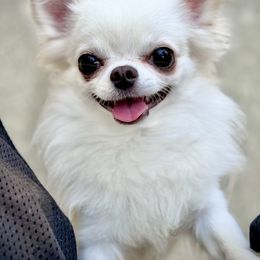 Raleigh - Chihuahua