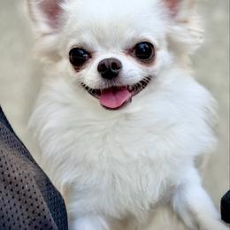 Raleigh - Chihuahua