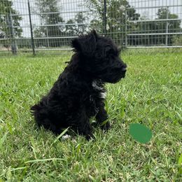 Miniature Schnauzer Puppies from Cedar Ridge Ranch Mini Schnauzers