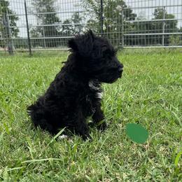 Miniature Schnauzer Puppies from Cedar Ridge Ranch Mini Schnauzers