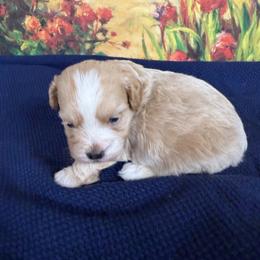Logan - Apricot male Maltipoo puppy in Lawrenceburg, Tennessee from LUV Poodles and Maltipoos