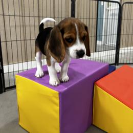 Beagle Puppies from Leslie Beagles of Leslie Farm