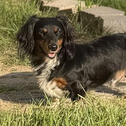 Milo - Dachshund