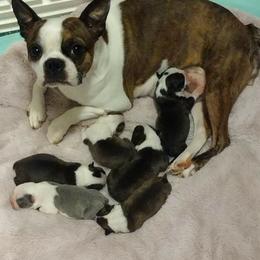 Boston Terriers, Olde English Bulldogges, and Pembroke Welsh Corgis from Smiths Companions