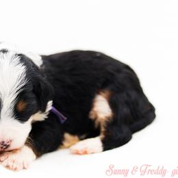 Hope - Black tri-color female Aussiedoodle puppy in Diamond Bar, California from Furrytaildoodles