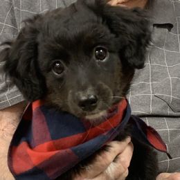 Daisy - Black and white female Aussiedoodle puppy in Nacogdoches, Texas from BA Mini Poodles