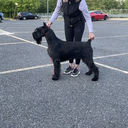 Giant Schnauzer All Grown Up from Hearthmore Giant Schnauzers