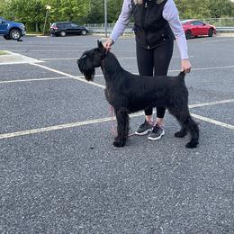 Giant Schnauzer All Grown Up from Hearthmore Giant Schnauzers