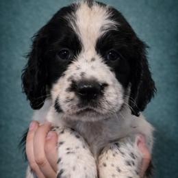 Fable - Black and white female English Springer Spaniel puppy in Florida from Thunderbird Springers