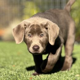 REMMY - Labrador Retriever