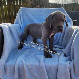 Black Collar - Blue male Great Dane puppy in Alton, Illinois from Show Me Great Danes and Basset Hounds