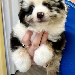 German Shepherd and Miniature American Shepherd Puppies from Bouchard’s Best Shepherds