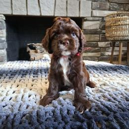 Red collar boy - Brown and white male Cocker Spaniel puppy in Howell, Michigan from Robbin's Treasures