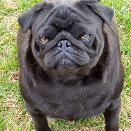 Pug Puppies from Windsor Pugs