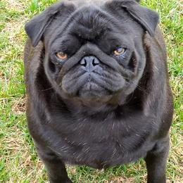 Pug Puppies from Windsor Pugs
