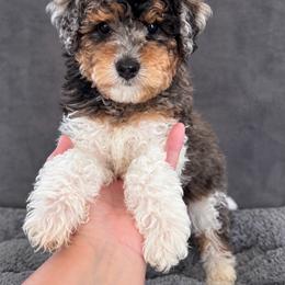 Cloud - Merle male Cavapoo puppy in Austin, Texas from Doodles of Central Texas