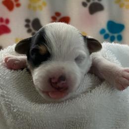 Jack Russell Terrier Puppies from Fair Dinkum Jack Russell Terriers